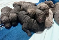 One Female Puppy, a female Chesapeake Bay Retriever for sale in Roundup, MT – 9 of 10