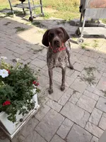 Zelda, a female German Shorthaired Pointer for sale in Roundup, MT – 4 of 8