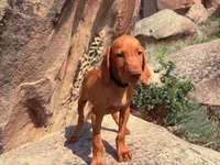Hank, a male Vizsla for sale in Roundup, MT – 4 of 4