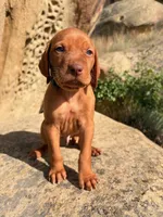 Hunter Green Boy, a male Vizsla for sale in Roundup, MT – 9 of 9