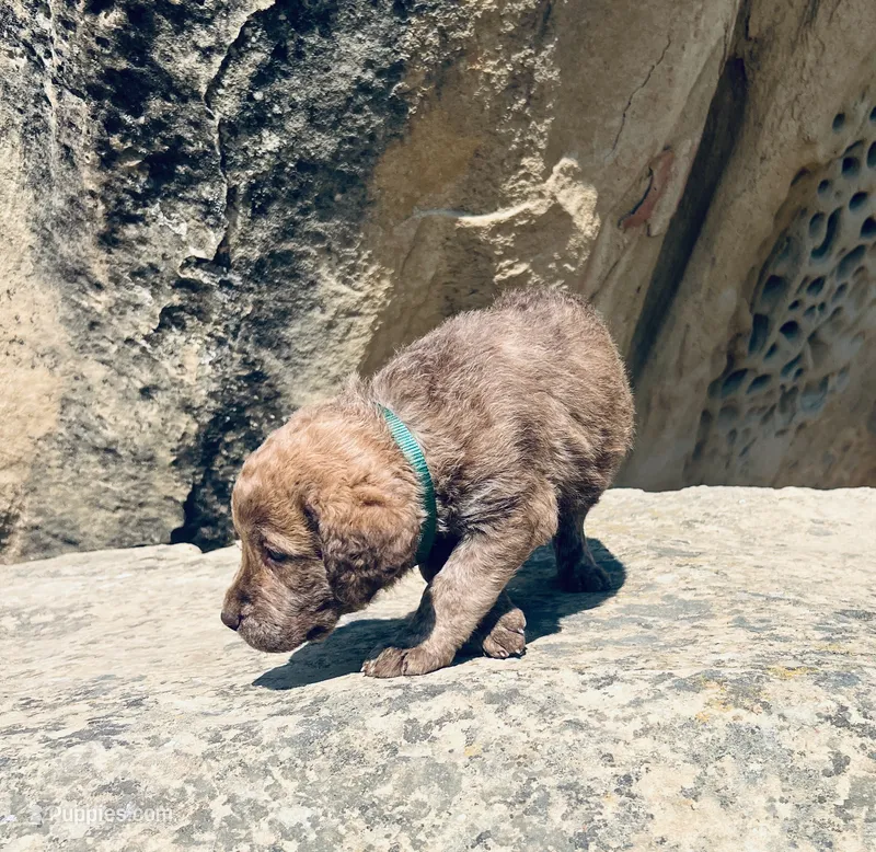 Hunter Green Boy – Chesapeake Bay Retriever puppy for sale in Roundup, MT