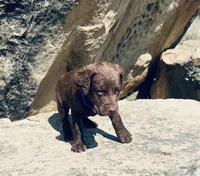 Blue Boy, a male Chesapeake Bay Retriever for sale in Roundup, MT – 2 of 7