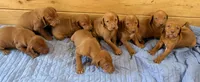 Blue Boy, a male Vizsla for sale in Roundup, MT – 8 of 10