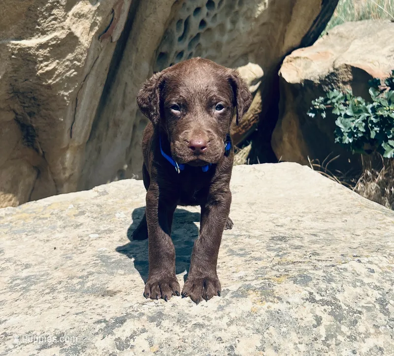 Blue Boy – Chesapeake Bay Retriever puppy for sale in Roundup, MT
