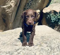Blue Boy, a male Chesapeake Bay Retriever for sale in Roundup, MT – 1 of 7