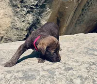 Pink Girl, a female Chesapeake Bay Retriever for sale in Roundup, MT – 5 of 7
