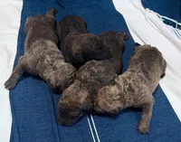 One Female Puppy, a female Chesapeake Bay Retriever for sale in Roundup, MT – 2 of 10