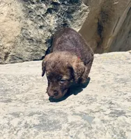 Pink Girl, a female Chesapeake Bay Retriever for sale in Roundup, MT – 2 of 7