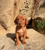 Black Boy, a male Vizsla for sale in Roundup, MT – 9 of 10