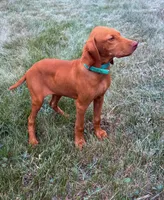 Carlos, a male Vizsla for sale in Roundup, MT – 7 of 10