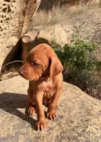 Hunter Green Boy, a male Vizsla for sale in Roundup, MT – 3 of 9
