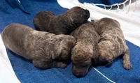One Female Puppy, a female Chesapeake Bay Retriever for sale in Roundup, MT – 4 of 10