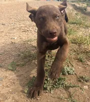 Jerry, a male Chesapeake Bay Retriever for sale in Roundup, MT – 9 of 10
