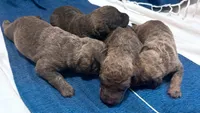 One Female Puppy, a female Chesapeake Bay Retriever for sale in Roundup, MT – 7 of 10