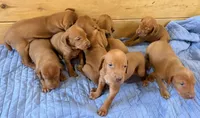 Blue Boy, a male Vizsla for sale in Roundup, MT – 7 of 10