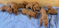 Blue Boy, a male Vizsla for sale in Roundup, MT – 9 of 10