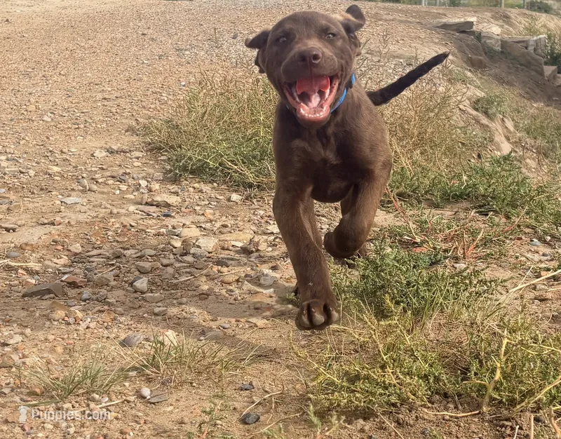 Jerry – Chesapeake Bay Retriever puppy for sale in Roundup, MT