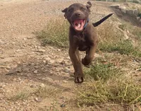 Jerry, a male Chesapeake Bay Retriever for sale in Roundup, MT – 1 of 10
