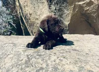 Lime Green Boy, a male Chesapeake Bay Retriever for sale in Roundup, MT – 3 of 7
