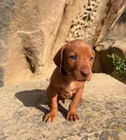 Black Boy, a male Vizsla for sale in Roundup, MT – 3 of 10