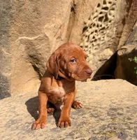 Black Boy, a male Vizsla for sale in Roundup, MT – 5 of 10