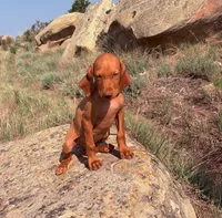 Frank, a male Vizsla for sale in Roundup, MT – 3 of 4