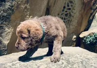 Hunter Green Boy, a male Chesapeake Bay Retriever for sale in Roundup, MT – 7 of 7