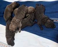 One Male Puppy, a male Chesapeake Bay Retriever for sale in Roundup, MT – 5 of 10