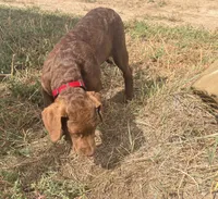 Tom, a male Chesapeake Bay Retriever for sale in Roundup, MT – 9 of 10
