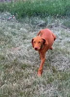 Carlos, a male Vizsla for sale in Roundup, MT – 3 of 10