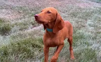 Carlos, a male Vizsla for sale in Roundup, MT – 6 of 10