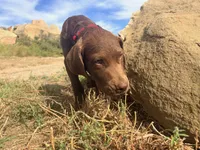 Tom, a male Chesapeake Bay Retriever for sale in Roundup, MT – 10 of 10