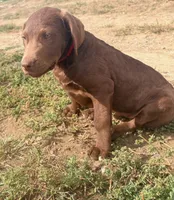 Tom, a male Chesapeake Bay Retriever for sale in Roundup, MT – 6 of 10
