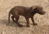 Jerry, a male Chesapeake Bay Retriever for sale in Roundup, MT – 2 of 10