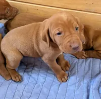 Blue Boy, a male Vizsla for sale in Roundup, MT – 2 of 10