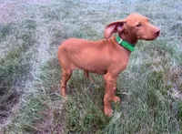 Carlos, a male Vizsla for sale in Roundup, MT – 9 of 10
