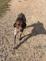 Zelda, a female German Shorthaired Pointer for sale in Roundup, MT – 7 of 8