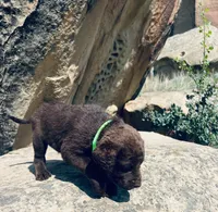 Lime Green Boy, a male Chesapeake Bay Retriever for sale in Roundup, MT – 6 of 7