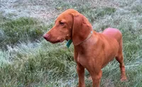 Carlos, a male Vizsla for sale in Roundup, MT – 4 of 10