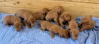 Blue Boy, a male Vizsla for sale in Roundup, MT – 10 of 10