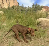 Tom, a male Chesapeake Bay Retriever for sale in Roundup, MT – 7 of 10