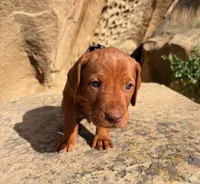 Black Boy, a male Vizsla for sale in Roundup, MT – 7 of 10