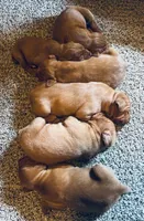 Vizsla Male, a male Vizsla for sale in Roundup, MT – Photo 5 of 5