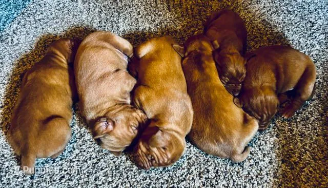 Vizsla Male, a male Vizsla for sale in Roundup, MT – Photo 1 of 5