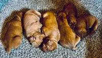 Vizsla Male, a male Vizsla for sale in Roundup, MT – Photo 1 of 5