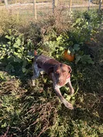 Zelda, a female German Shorthaired Pointer for sale in Roundup, MT – 5 of 8
