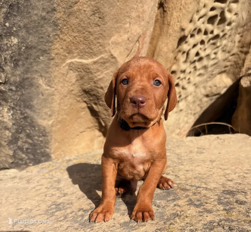 Black Boy – Vizsla puppy for sale in Roundup, MT