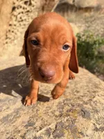 Hunter Green Boy, a male Vizsla for sale in Roundup, MT – 5 of 9