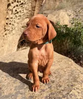 Hunter Green Boy, a male Vizsla for sale in Roundup, MT – 4 of 9