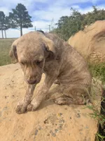 Henry, a male Chesapeake Bay Retriever for sale in Roundup, MT – 9 of 10